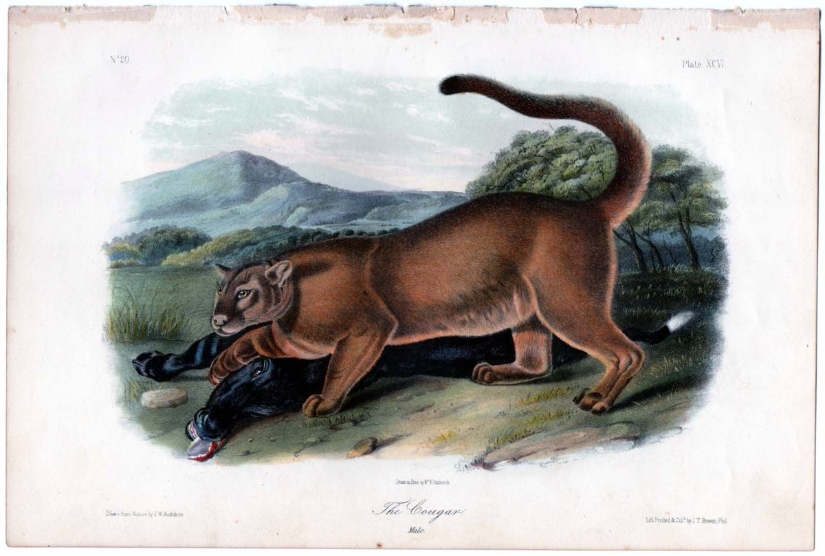 ElectrodgStore's tweet photo. #Audubon #Animal #Animals #NaturalHistory #Antique #Print #FineArt #Vintage #WildLife #Cougar #Wilderness #Christies https://t.co/8S8H27X802 https://t.co/jKlH7ReoPQ