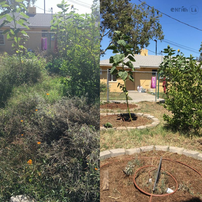From scraps & a mess to a new & improved garden with beautiful garden beds!  😍👨🏼‍🌾
#enrichLA #AvalonGardens #TransformationTuesday