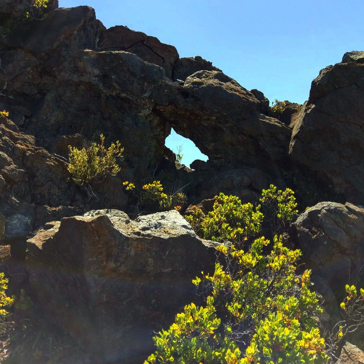 While hiking I found a hole in the rock that looked like the head of a bear 🐻