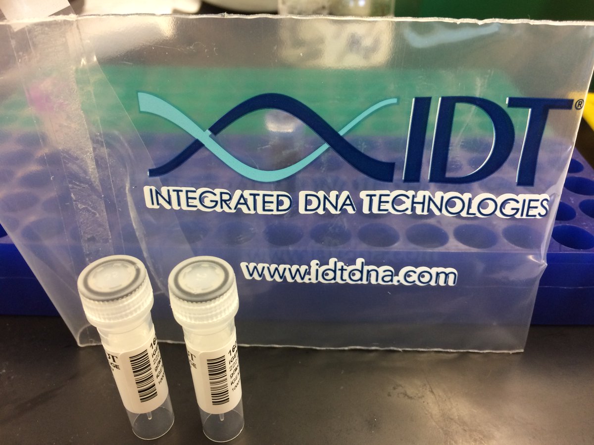 MC iGEM (@mc_igem) on Twitter photo Our first blocks have arrived! We can't thank <a href="/idtdna/">Integrated DNA Technologies</a> enough! #iGEM2017 Our first blocks have arrived! We can't thank <a href="/idtdna/">Integrated DNA Technologies</a> enough! #iGEM2017