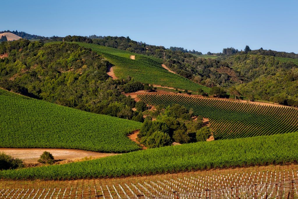 wineheadco's tweet photo. Perfect Trip to Napa Valley https://t.co/6mBw52X643  #wine #travel #winecountry #winelover @RutherfordHill @RaymondVineyard @Newtonvineyard https://t.co/vhA1bDO0hJ