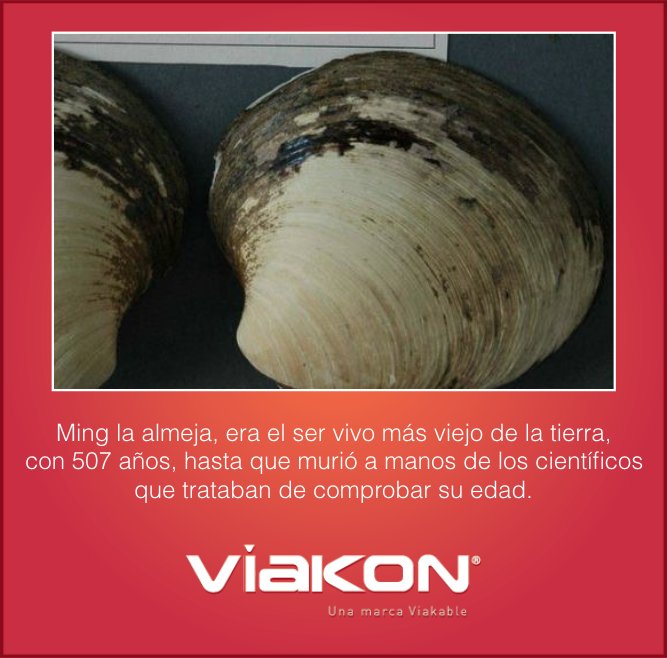 Ming la Almeja, el ejemplo de que la curiosidad científica puede ser peligrosa.