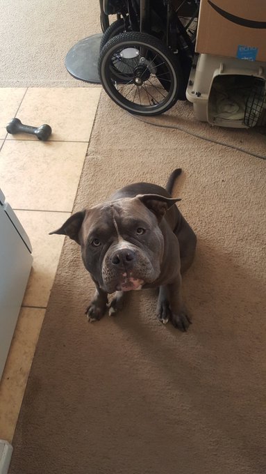 It's my Moonies birthday today! 🍦 Two years old 😍 https://t.co/6zTh6HxNZr