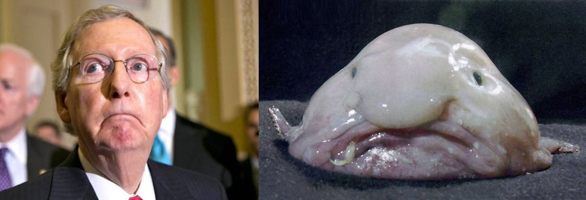 Broken Boy Blacklivesmatter On Twitter Why Does Mitch Mcconnell Look Like This Fish Trumpcare Mitchmcconnell Blobfish Hashtag Lit Swag Yolo Nationalsunglassesday Https T Co Y1ycx5gw5s