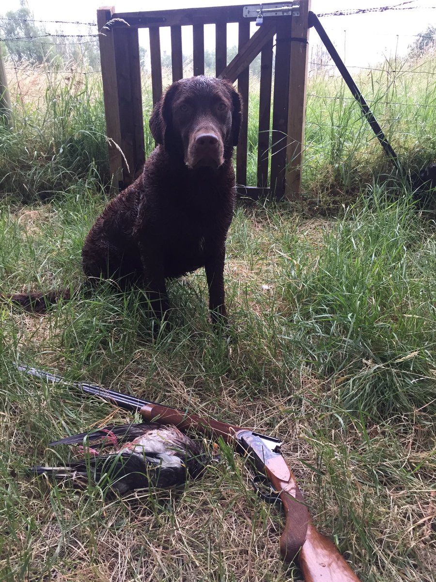 R_Bosun_Chester's tweet photo. An evening of 1st's first outing with the new @rizzini_uk 28 bore first time shooting over Chester &amp; Chesters first warm retrieve! #chuffed https://t.co/1t3QuabHnX