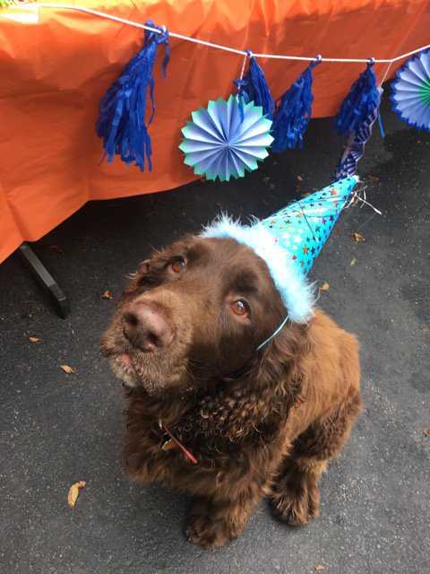 It's a puppy PAWTY!!! Happy 7th, George. Woof 🐶 bit.ly/2tUFu8n