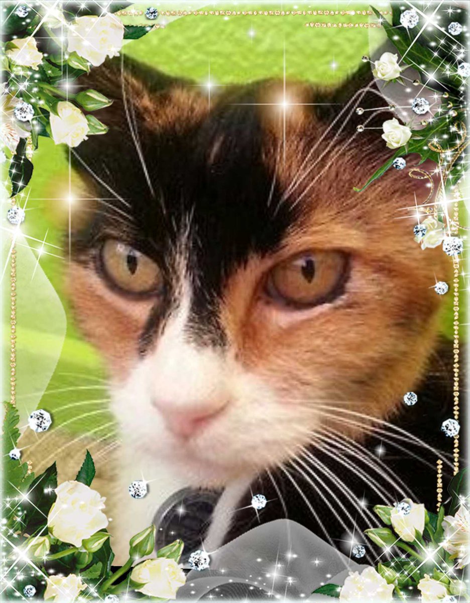 InokumaT's tweet photo. ❤ We're riding for beautiful Jezabel @mycatjezabel ❤ You will #FureverBeInOurHearts❤ #tillwemeetagain  #TributeRide https://t.co/RQWAj3GYsC