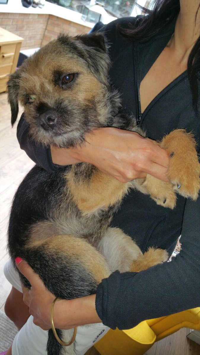 Trevor_BorderT's tweet photo. Love my hugs 🐾 https://t.co/8l12tZ1cXf