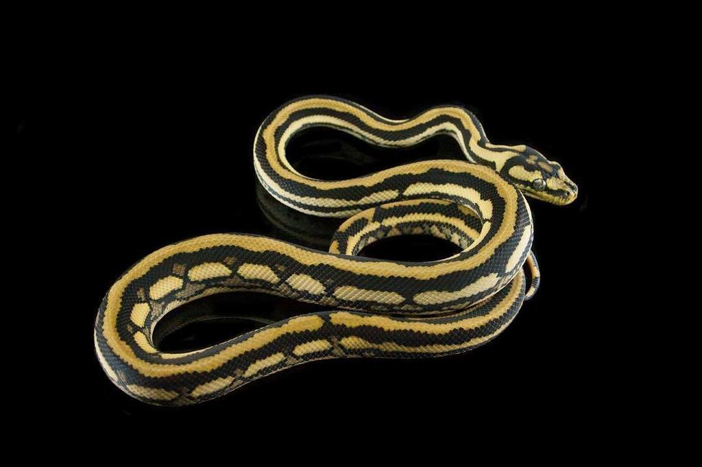 EBMorelia's tweet image. Tiger that I produced. #stripedcarpetpython #carpetpython #tigercarpetpython ift.tt/2tlqAur