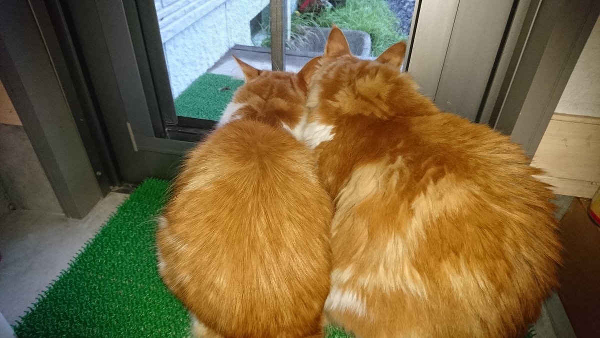 浜田 果歩 同じ日に産まれたと思えない大きさの違い 確実に餌たくさん食べてるよね ノルウェージャンフォレスト メインクーンmix 猫大きさ違う 猫10ヶ月