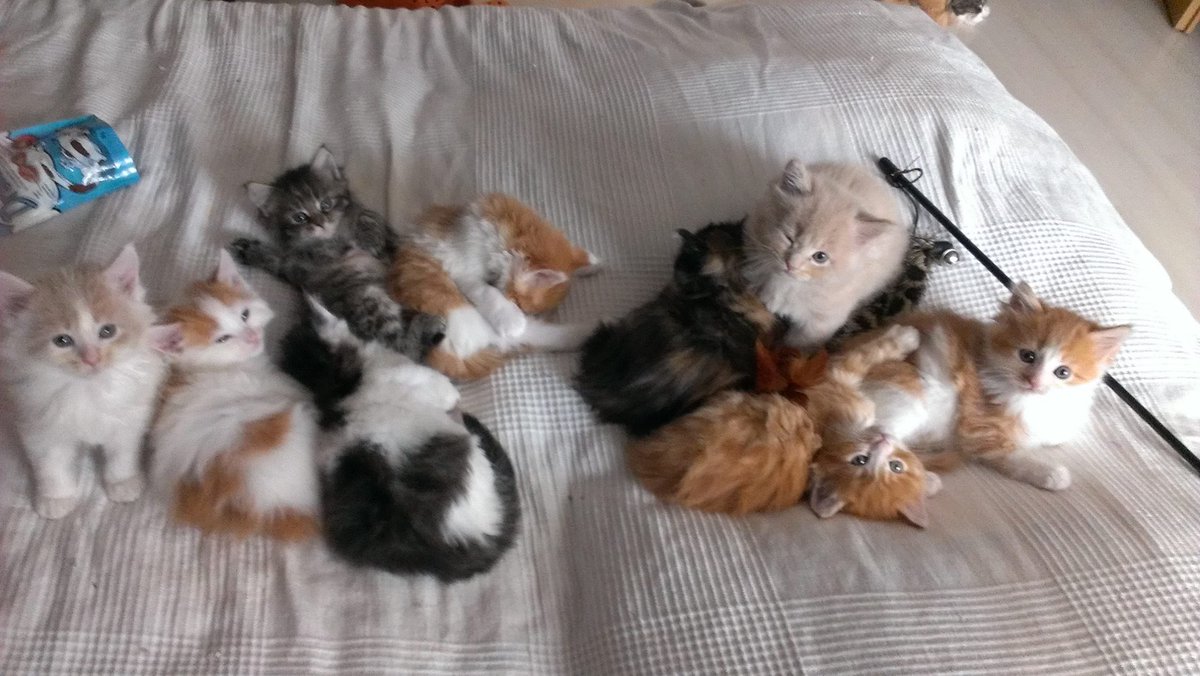 TrumpyGame's tweet image. More important than #NationalSunglassesDay how many pussies fit on my bed? Go to @TrumpyGame to play Kellyanne &amp;amp; me!