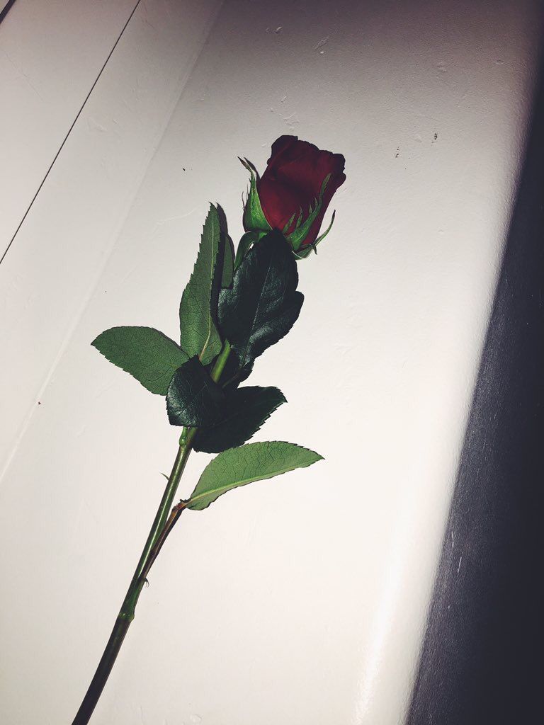 27O6 .— Te amo, sólo eso.