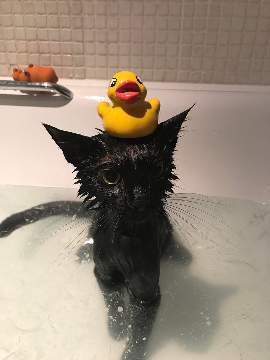 Someone is not amused