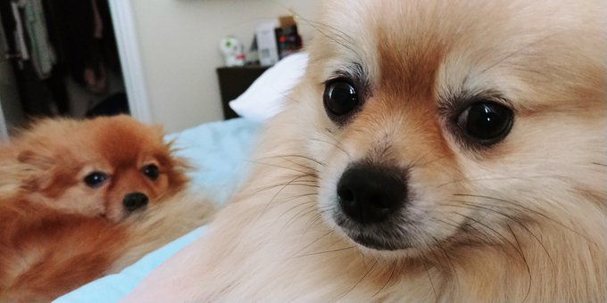 Desi(front) Roxy(back) Roxy got attacked recently, and is having surgery Friday on her leg, but she's<a href="/tag/pomeranians"class="tags"><span>#pomeranians</span></a>