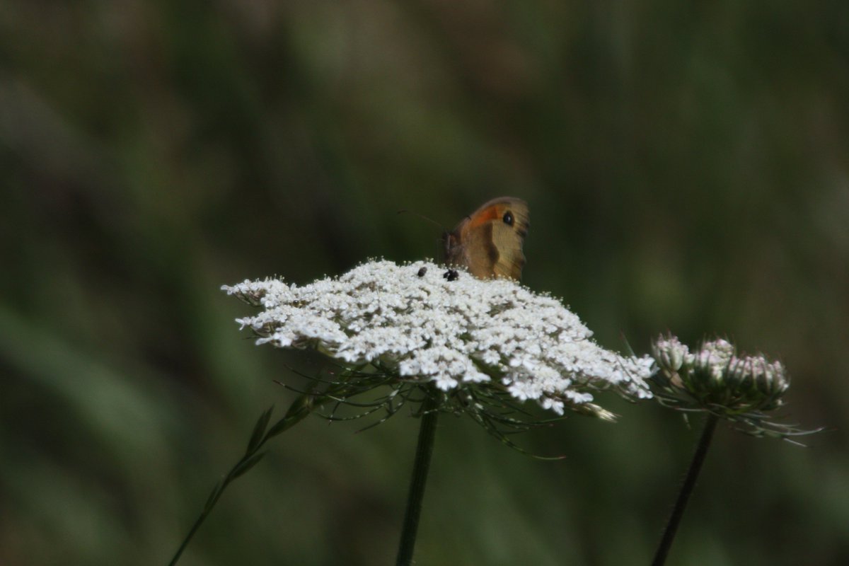 lorraine171260's tweet photo. @lb_southwark  spent some time in the meadow at #BurgessPark, it was full of butterflies and other insects,here are some pics https://t.co/AoeOMLEOr0