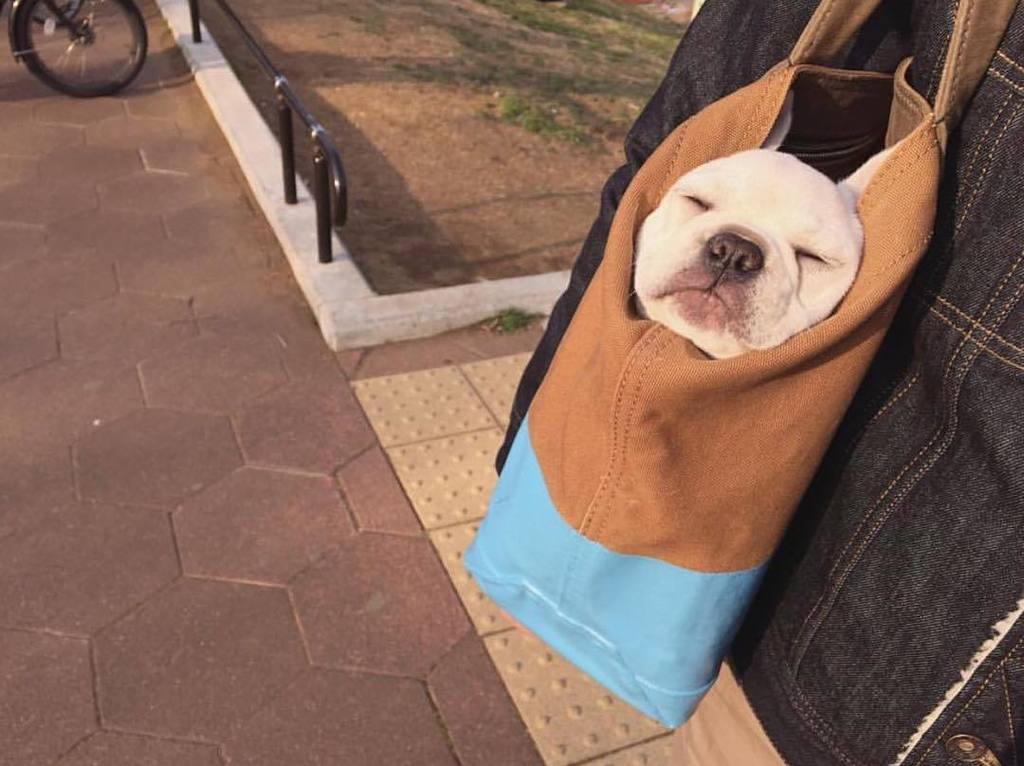 startplaydate's tweet photo. Tuesday got us feeling like 😴 https://t.co/ctf3j72r6A https://t.co/38RSt60Kgk