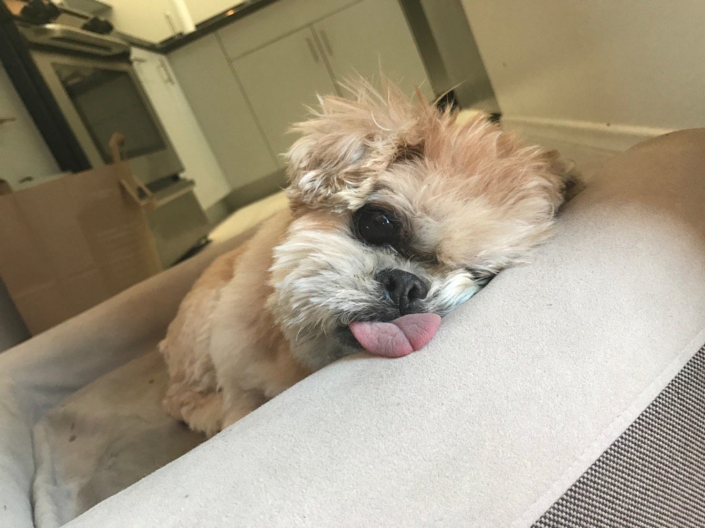 MarnieTheDog's tweet photo. It's good 2 take a nap every 15 minutes https://t.co/yxSIRGnqKw