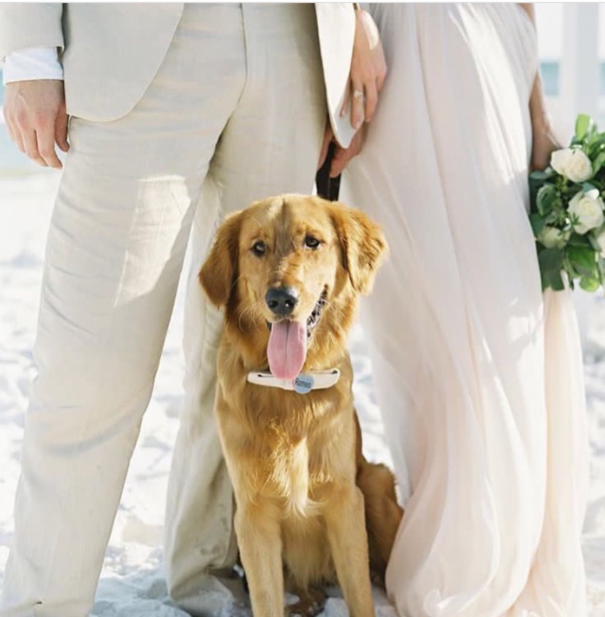 When your #ringbearer steals the show.. <a href="/sf_weddings/">Stephanie Tate</a> <a href="/Bellamy30a/">The Bellamy Of 30A</a> <a href="/lovemintphoto/">Mint Photography </a> #RomeoTheGolden #30AWedding #DestinWedding #DogLovers