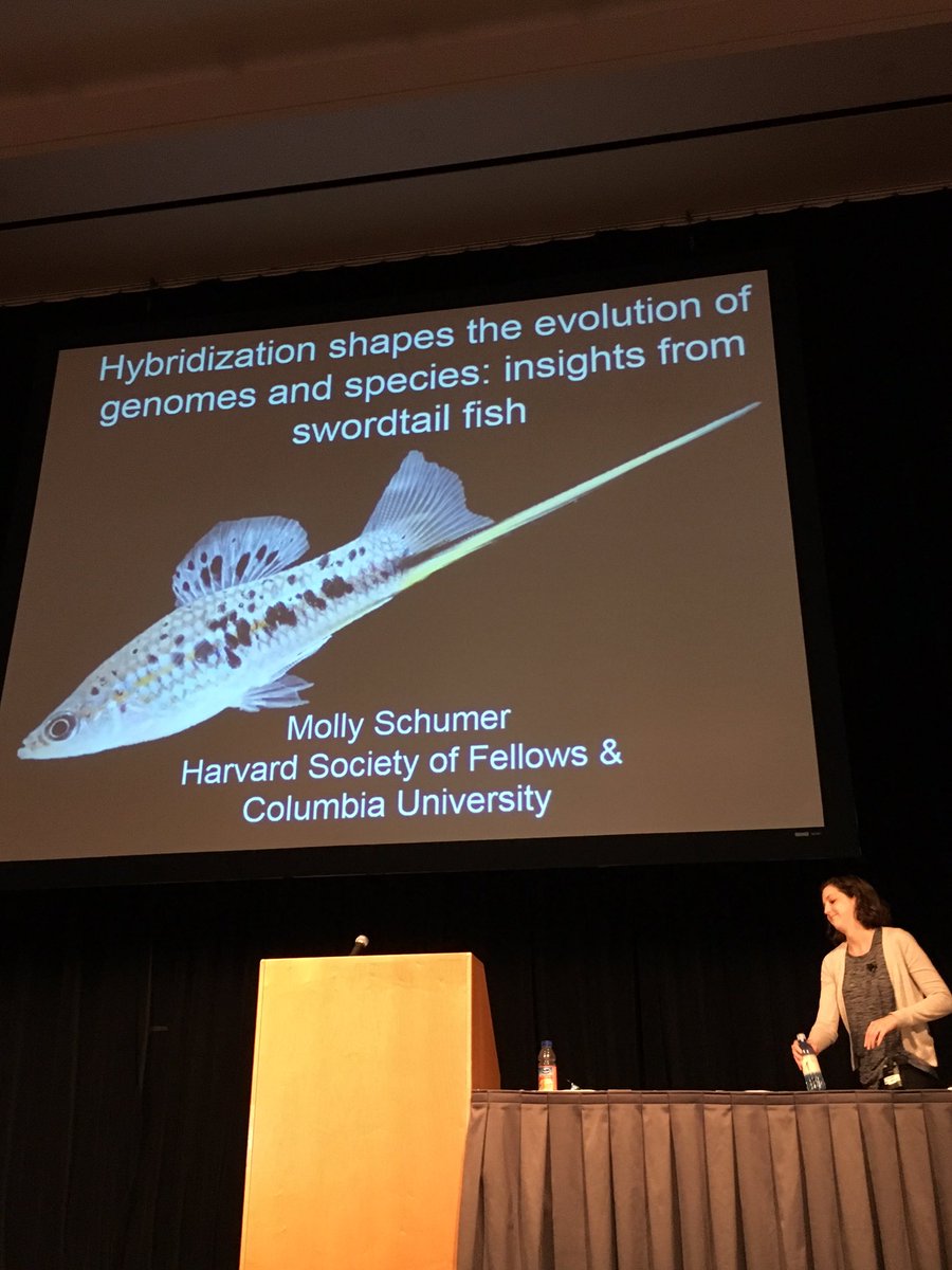 evoecolab's tweet image. MollySchumer: Dobzhansky winner tells us role of hybridization in swordtail fish evolution #geneflow #adaptation #speciation  #Evol2017