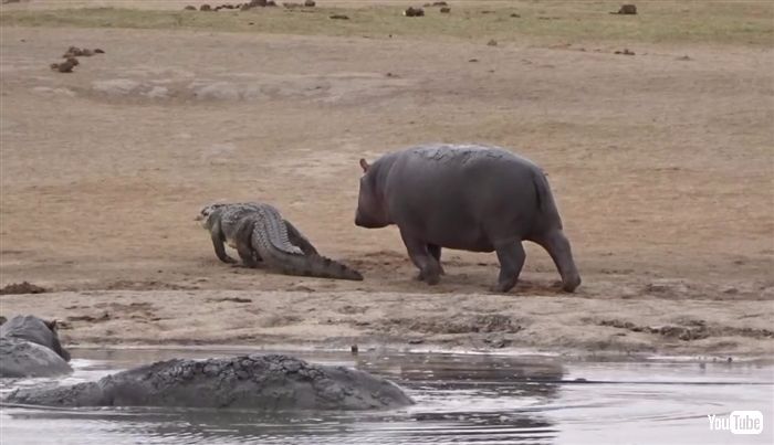 ねとらぼ A Twitter カバ ワニさん遊ぼー ドドドドド 迷惑そうなワニをよそに追いかけ続けるカバの一途さ 最後にまさかの助っ人が乱入 ねとらぼ T Co Tvfywbalaz Itm Nlabから