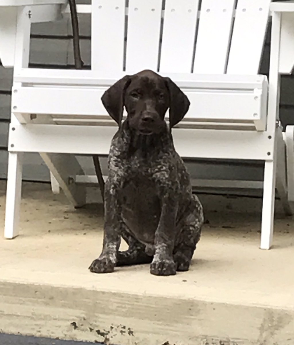 RunLorieRun's tweet photo. Growing Fast #GSP @BrickerTerry https://t.co/mEc2vPyt08
