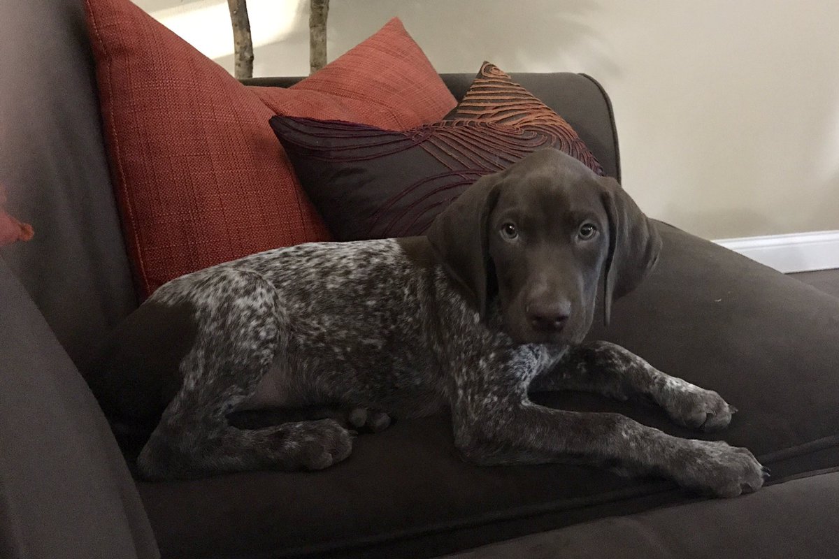 RunLorieRun's tweet photo. Growing Fast #GSP @BrickerTerry https://t.co/mEc2vPyt08