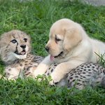 可愛さの極みｗチーターに社会性を教える犬と穏やかになるチーター!