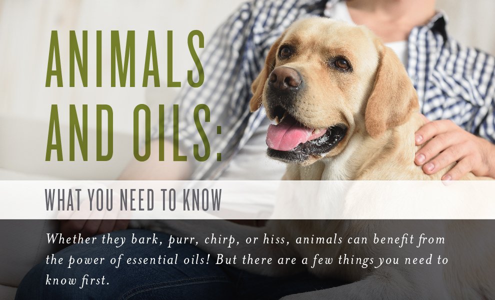 kimberlyngable's tweet photo. Need more info on essential oils and animals?  Find it here. #animalhealth #healthy #natural #greenliving #oils https://t.co/QpuduZVqc7 https://t.co/wjgwv8sxxl