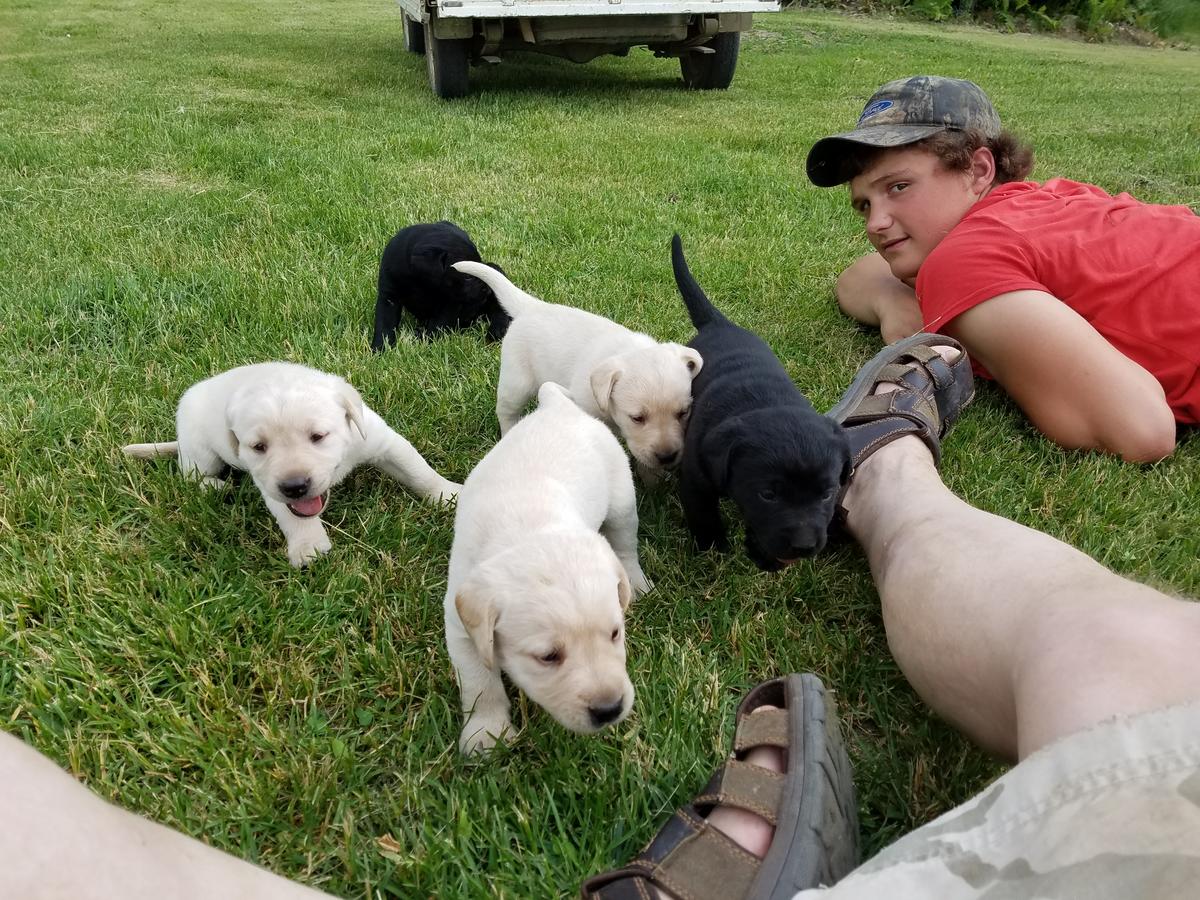 DDickmu's tweet photo. Tgtrydgr Labrador Retriever puppy for sell . looking for good home and lovely family for more information's contact me   (541)  275  1268 https://t.co/03vief4wHY