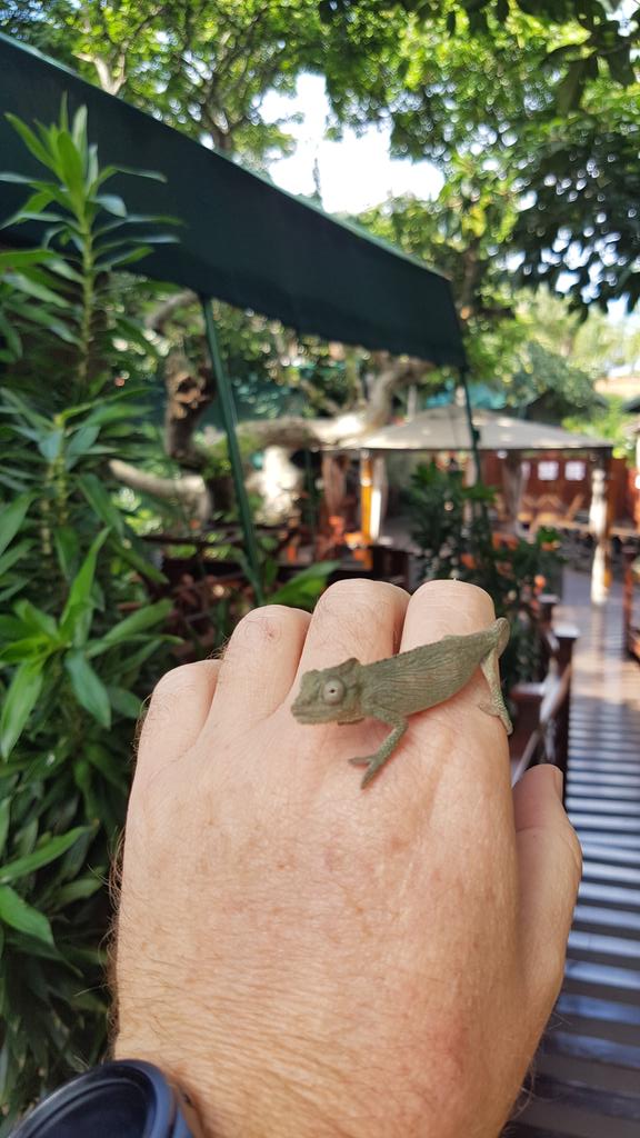 Just as rare as a luxury tented lodge in the middle of a town are the dwarf chameleons living on the property #rare #supersedingexpectations