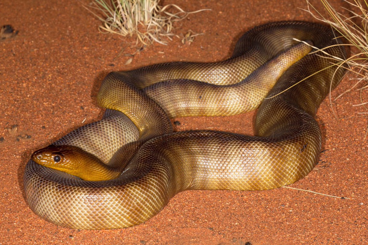 AxeHolmes's tweet image. #womapython from Ti Tree, NT #wildoz #herping