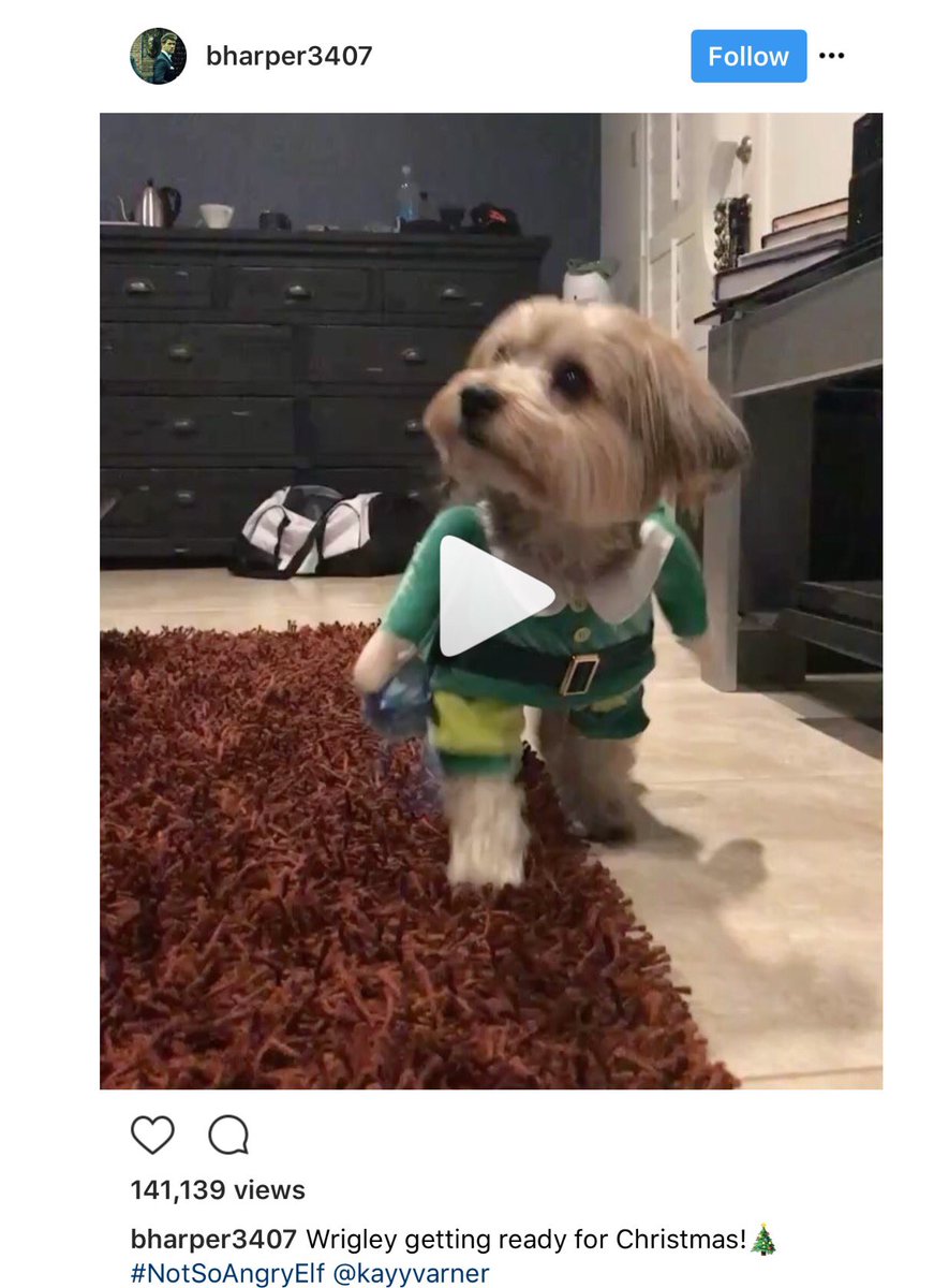 bryce harper dog jersey
