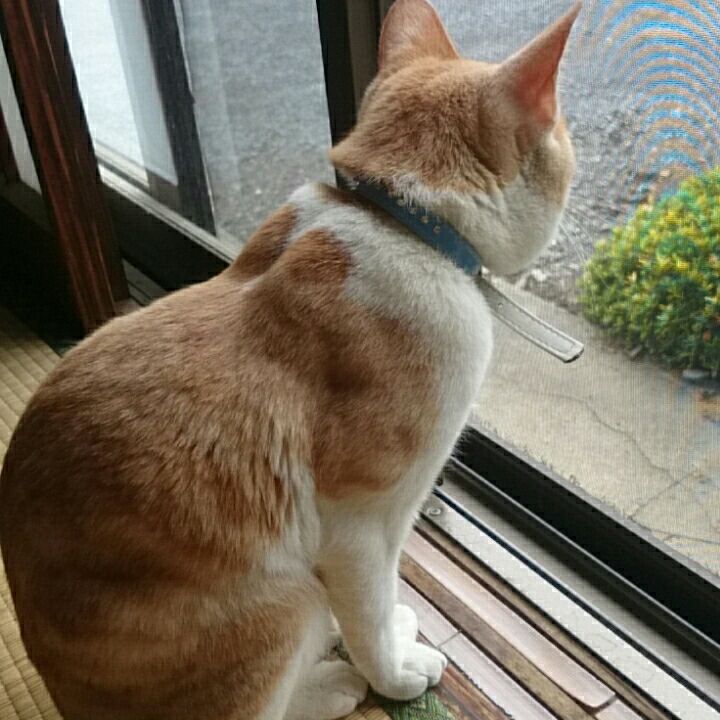 ラテ 猫探してます Sur Twitter 猫探してます ラテ 3歳 オス 虚勢済み 登米市中田町 緑の首輪 鈴が2つ 外れてるかも 首輪 周り腹 手が白 背中の首あたりに濃い丸模様が2つ 人見知りの為逃げる可能性あり 見かけたら連絡ください 猫 迷い猫 迷子猫 茶白 茶