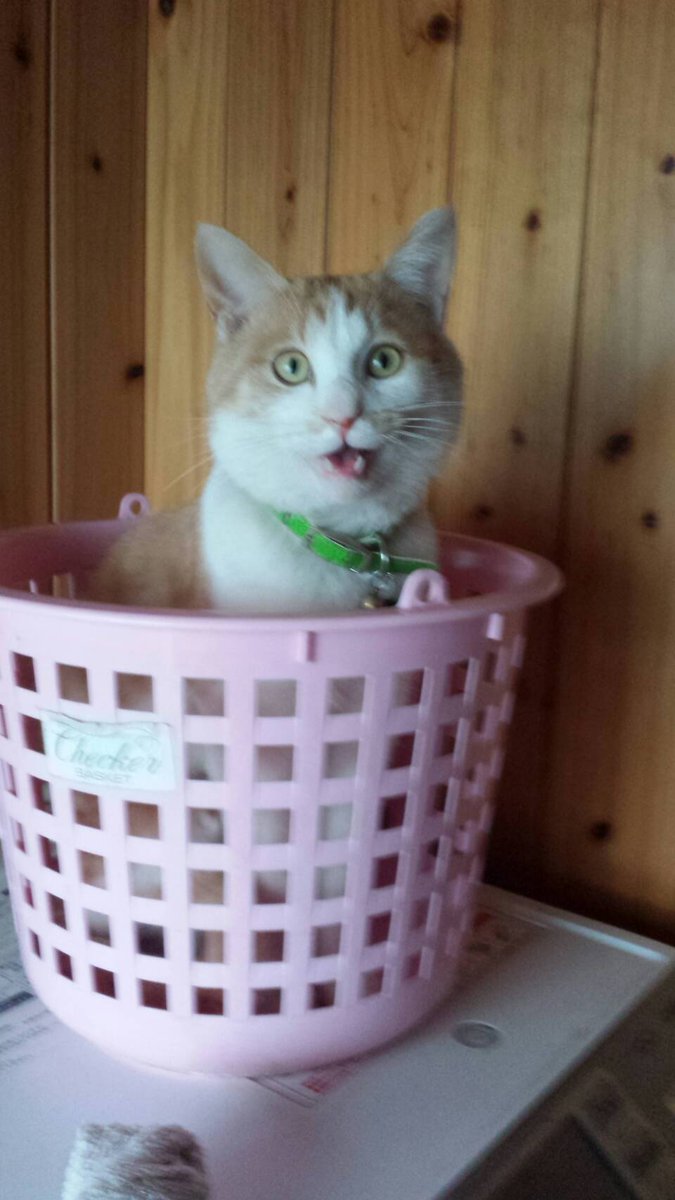 ラテ 猫探してます Sur Twitter 猫探してます ラテ 3歳 オス 虚勢済み 登米市中田町 緑の首輪 鈴が2つ 外れてるかも 首輪 周り腹 手が白 背中の首あたりに濃い丸模様が2つ 人見知りの為逃げる可能性あり 見かけたら連絡ください 猫 迷い猫 迷子猫 茶白 茶