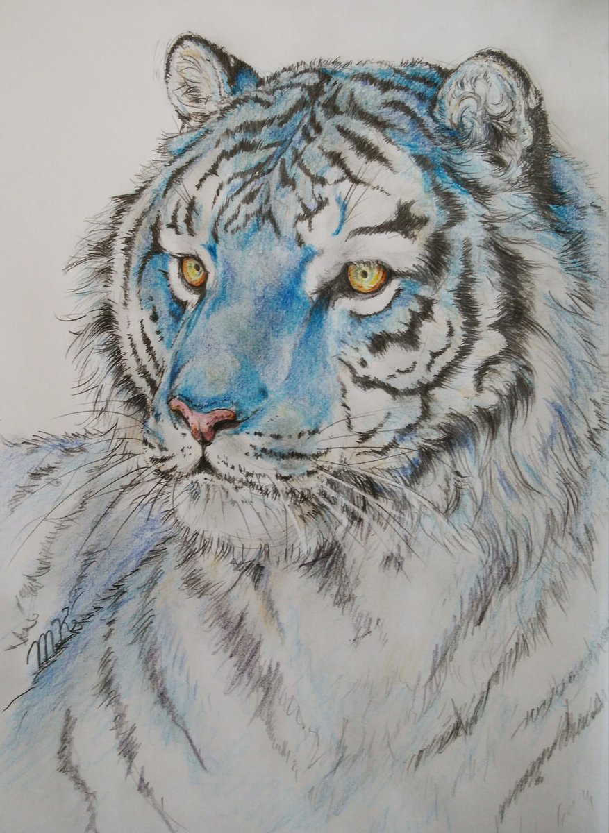 Maeka けものフレンズ けもフレ アナログ絵 イラスト 色鉛筆 コピック マルタタイガーさん 初描きです 青い虎って神秘的存在ですね