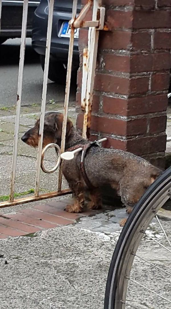 Prevent YOUR Dachshund escaping through bars with the advanced technology of the WDN Spoon Evolution LITE Mini Security System™.