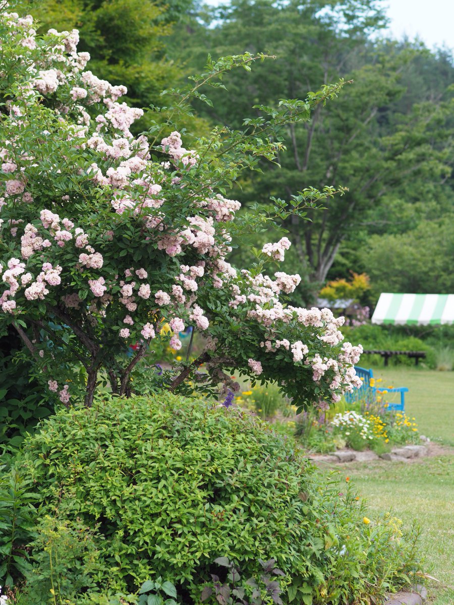 ガーデンナーセリー グリーンスポット در توییتر 泉ボタニカルガーデンでは 遅咲きのバラたちが咲いています レンガハウスから木製パーゴラに至る園路沿いは まだまだ楽しめますよ 泉ボタニカルガーデン バラ