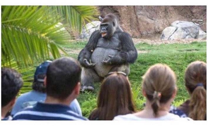 The Grade Cricketer (@gradecricketer) on Twitter photo "I don't know, I guess I just feel like bats are getting bigger and boundaries are getting smaller.." "I don't know, I guess I just feel like bats are getting bigger and boundaries are getting smaller.."