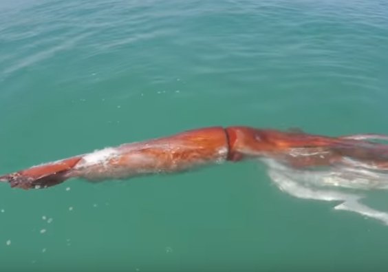 土屋アソビ 弱った巨大なイカが 波乗りのボード近くに流されてきて浜辺にあげるまでの動画です 交尾中に死んだとかそうじゃないとか色々意見が飛び交っているようですが デカい T Co Ydiwhcgyiq 土屋アソビ 弱った巨大なイカが 波乗りのボード近くに流されてきて浜辺にあげるまでの動画です 交尾中に死んだとかそうじゃないとか色々意見が飛び交っているようですが デカい T Co Ydiwhcgyiq