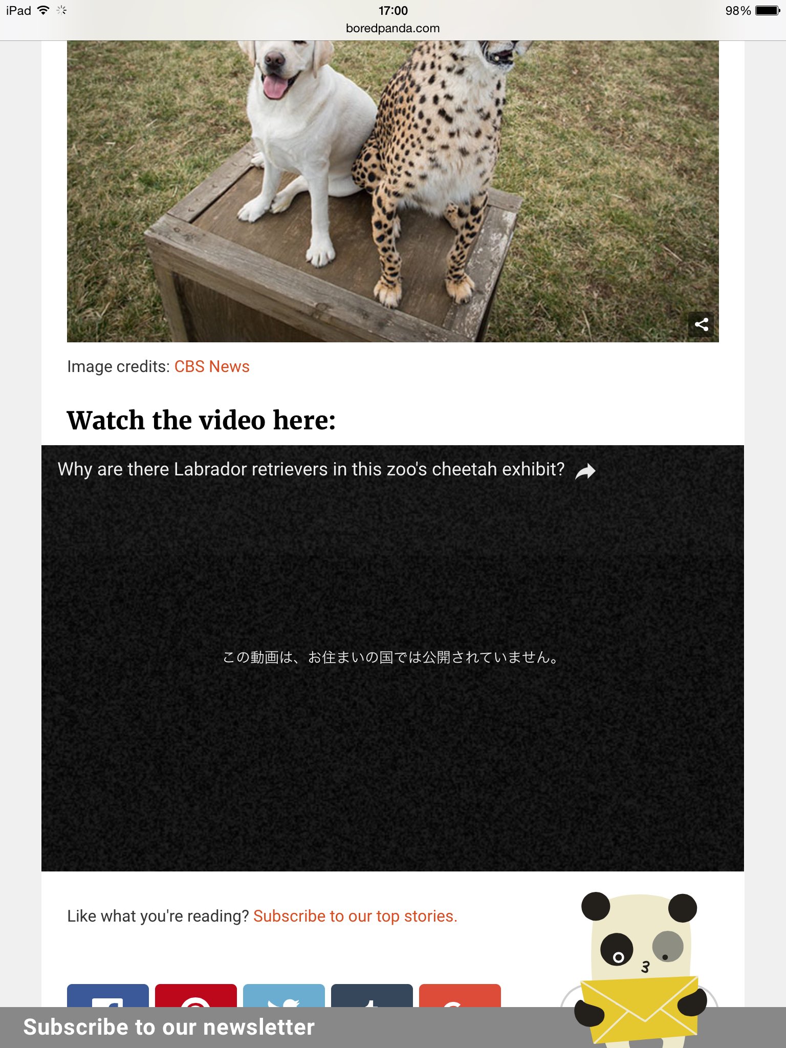 山田ホタテ 神経質なチーターが動物園で暮らしていくことは そもそもその性質的にかなり困難 そんなチーター の不安定な感情を安定させ 社会性を学ぶためのサポート犬が存在するとのこと 穏やかで陽気な感情や振る舞いを犬から学ぶそうです T Co