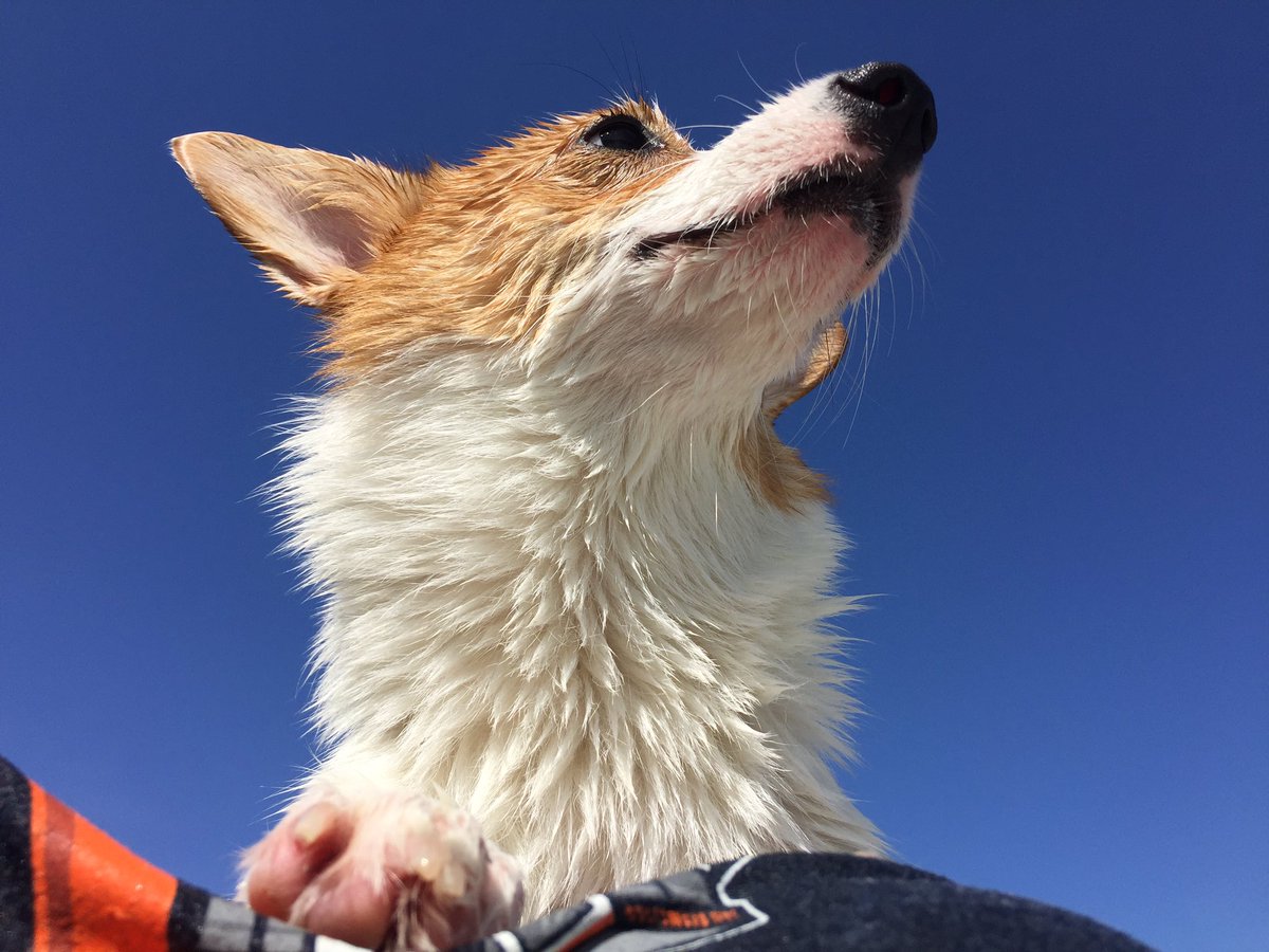 CorgiMabel's tweet photo. 😎 #Corgi #pet #dog https://t.co/R8pWGomkr0