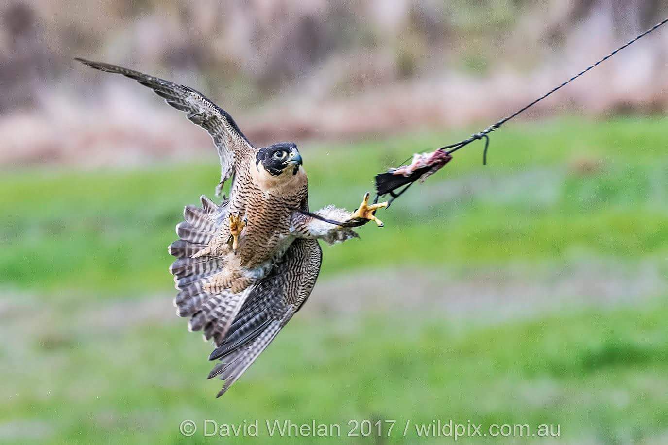 Hawk & Owl Sanctuary on X: The photography of David Whelan. Cleo  attempting to catch a lure #peregrine #falcon #flight @leighvalleyhawk   / X