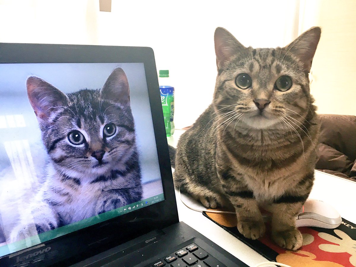 ちぃ デスクトップの壁紙を見て何か言いたげなちぃちゃん ちぃ デスクトップの壁紙を見て何か言いたげなちぃちゃん