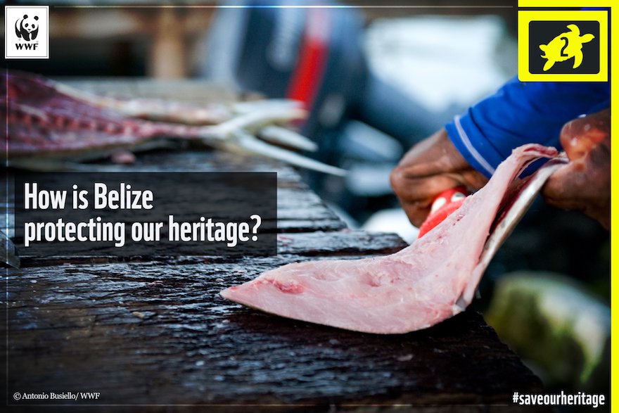 WWF's tweet photo. #FisheriesBelize Scorecard Grade – 2/6 “Not enough progress”. 😞 More can be done . Add your voice now : https://t.co/YzsI97hicA #savebelize https://t.co/hB6DlQvoap