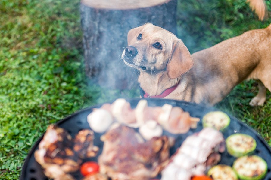 Grillat är gott – men inte för hunden mynewsdesk.com/se/svedea/pres…