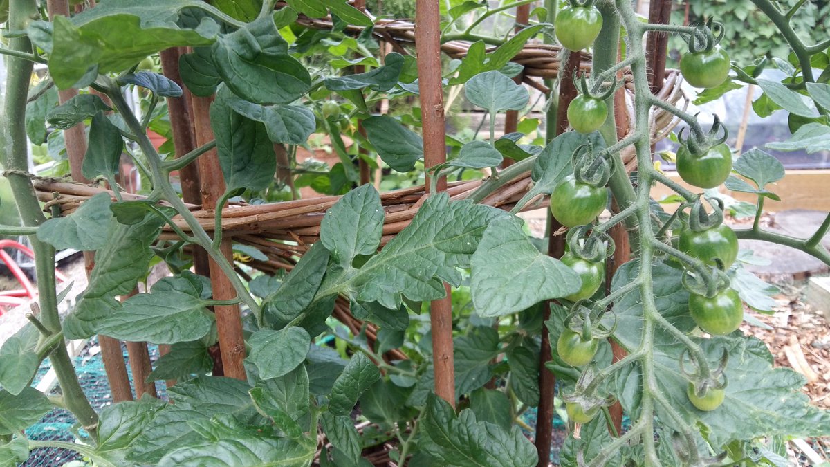 Green Squirrel tweet media