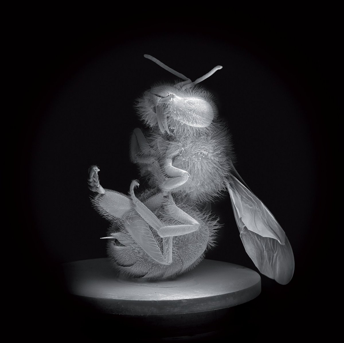 Bees ‘n Trees. Van 1 juli tot 3 september tonen 6 fotografen in <a href="/NatuurmuseumFr/">Natuurmuseum Fryslân</a> onze invloed  op de natuur. #LF2018 celebratingdiversity.eu/2017/06/28/gua…