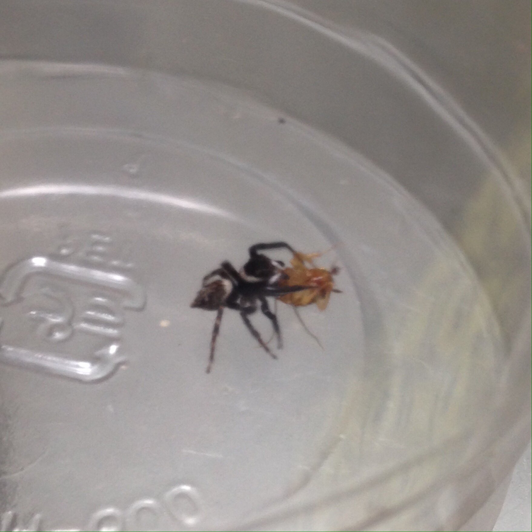 ネズ Al Twitter 家に迷い込んだアダンソンさんにレッドをおすそ分け 食べ終わったら 外にお帰り じゃないとうちのヤモリの餌になっちゃうぞ アダンソンハエトリ ハエトリグモ T Co Auoyvagv6s Twitter