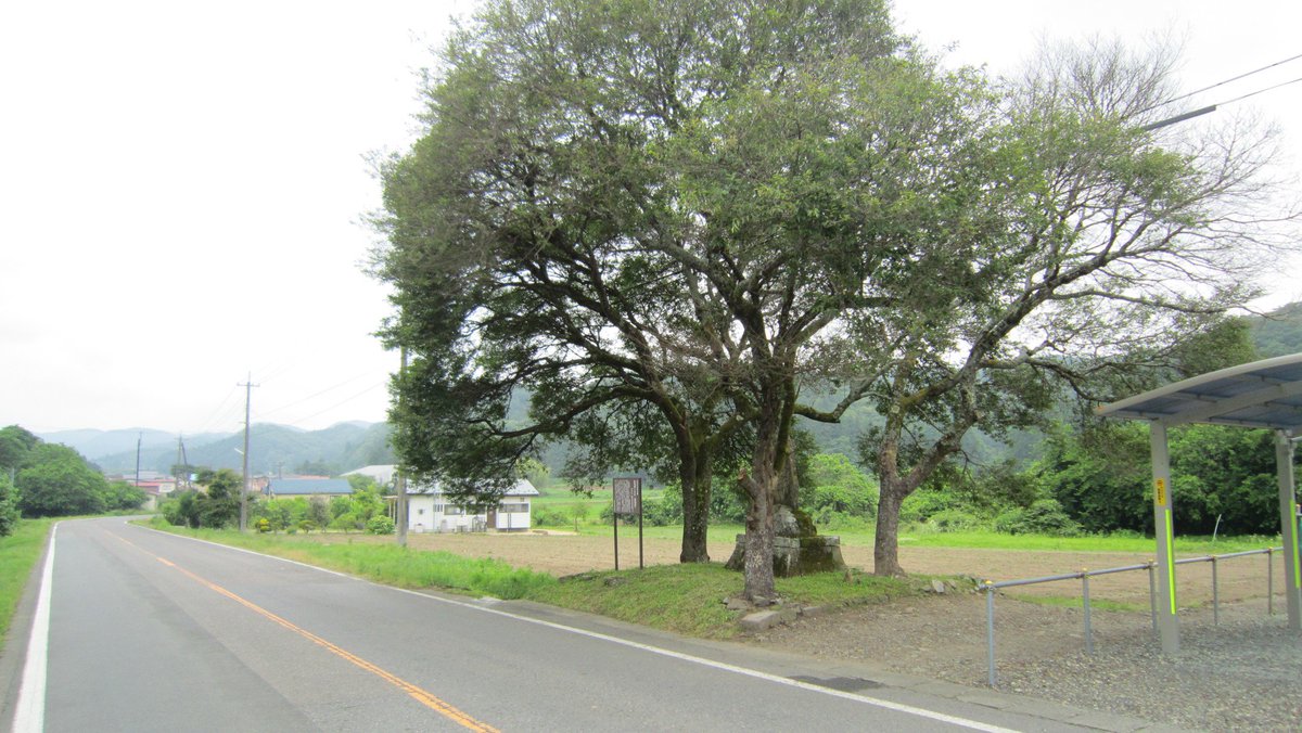 今回、一番訪れたかったのがこの「庄司戻しの桜」です！前回見落とさなければ、桜満開だったのですが、また来年の春にもう一度訪れる口実ができたので、まぁいいかなと思います😁