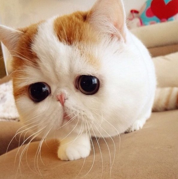 二度見するほど美しい生き物 在 Twitter 上 世界で最もかわいいネコのスヌーピー 世界で最もかわいいネコ といわれているスヌーピー 小さな鼻と平らな顔 まん丸の大きな茶色い瞳がチャームポイント エキゾチックショートヘアという猫種になります
